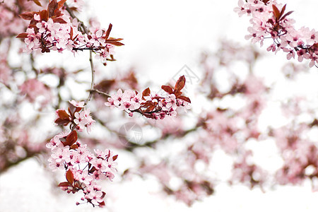春初的粉红樱花花樱花生活季节性分支机构生长季节粉色图片