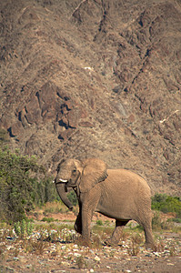 斯凯顿海岸沙漠的大象草食性小路科兰野生动物动物哺乳动物沙漠团体家族黄色图片