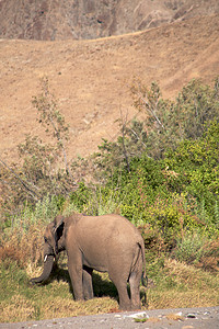 斯凯顿海岸沙漠的大象家族科兰小路荒野野生动物哺乳动物动物沙漠黄色团体图片