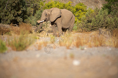 斯凯顿海岸沙漠的大象团体野生动物科兰家族荒野小路草食性黄色哺乳动物沙漠图片