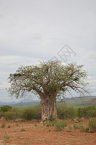 Koakoland的Baobab野生动物绿色树木植物天空游戏生态旅游国家旅行平原图片