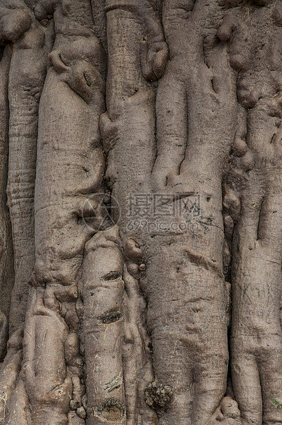 Koakoland的Baobab公园雕刻荒野植物群面孔保护植物树木生态旅游国家图片
