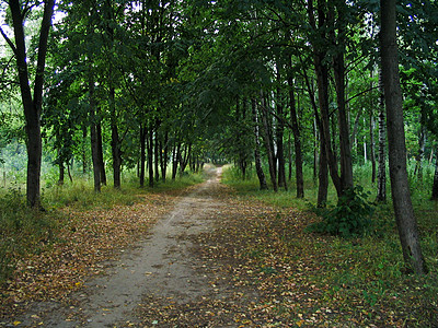木柴中的足道车道森林环境风景落叶黄色树木人行道公园季节背景图片