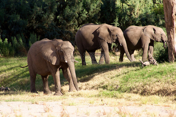 大象类国家组灰色动物哺乳动物野生动物幼兽野外动物黄色科兰家族草食性图片