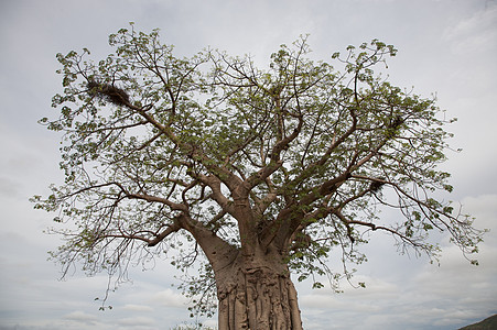 Koakoland的Baobab树木植物公园游戏保护天空环境热带野生动物异国图片