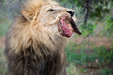 喂狮子捕食者食肉力量危险猫科旅行衬套动物园森林肌肉图片