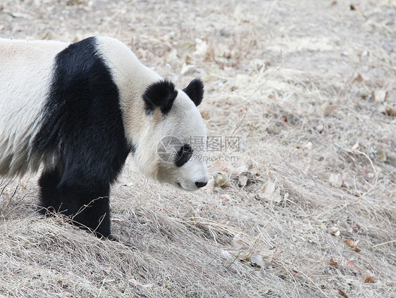 在冬天寻找巨熊猫图片