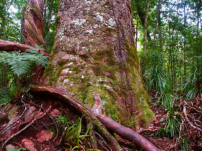 Kauri Kauri树  Waipoua森林植物学生物学环境荒野威胁栖息地针叶树木林地周长图片