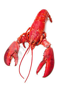 红龙虾美味用餐动物奢华市场食物特色贝类菜单甲壳图片