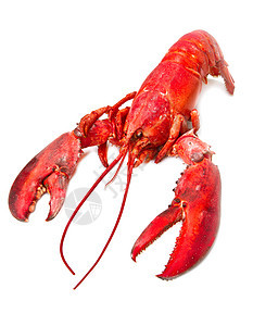 红龙虾食物特色用餐美味菜单烹饪红色奢华料理市场图片