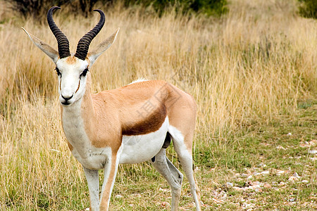 埃索萨国家公园的斯普林博克羚羊食草生态跳羚公园野生动物荒野动物衬套喇叭图片