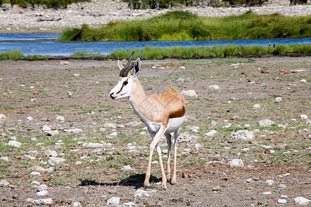 埃索萨国家公园的斯普林博克喇叭生态食草公园跳羚动物哺乳动物野生动物衬套羚羊图片