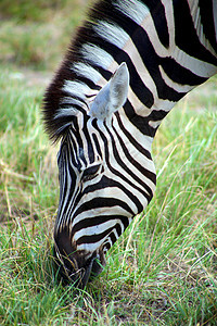 以埃托沙为单位的斑马黑色食草身体绿色野生动物条纹草原羚羊动物公园图片