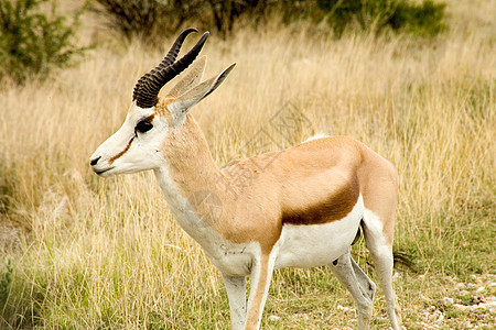 埃索萨国家公园的斯普林博克野生动物跳羚荒野哺乳动物喇叭羚羊生态动物食草公园图片