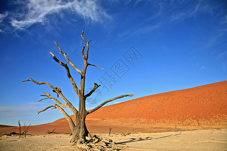 索苏夫莱的死树分支机构岩石橙子沙丘风景荒野干旱纳米布红色死亡图片