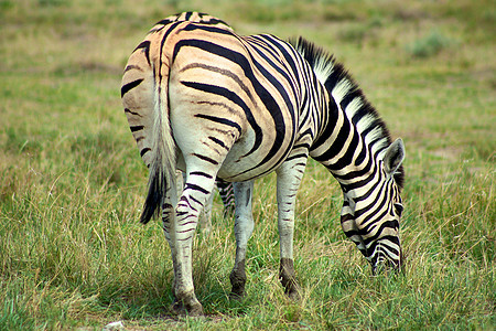 以埃托沙为单位的斑马绿色公园生态身体动物白色食草野生动物哺乳动物黑色图片