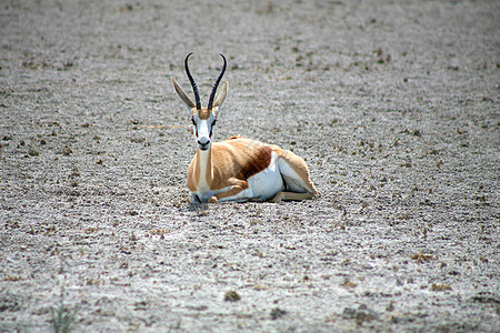 埃索萨国家公园的斯普林博克生态荒野哺乳动物食草野生动物动物公园衬套喇叭羚羊图片