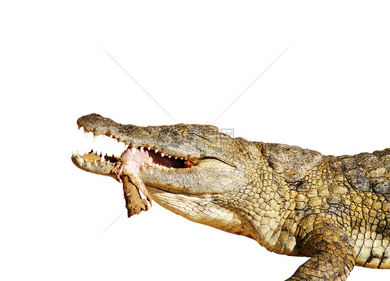 食用鳄鱼动物皮革猎人眼睛哺乳动物动物园力量皮肤两栖捕食者图片