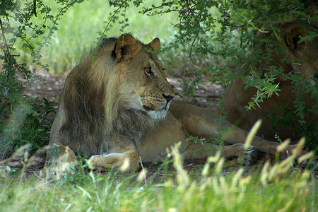丛林中的狮子插图肌肉鬃毛国王动物园野生动物捕食者旅行哺乳动物危险图片