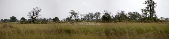 奥卡万戈三角洲灌木丛天空衬套打猎账单动物园公园旅游植物荒野图片