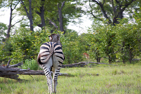 博茨瓦纳的斑马动物群动物园旅游丛林哺乳动物条纹尾巴白色打印黑色图片