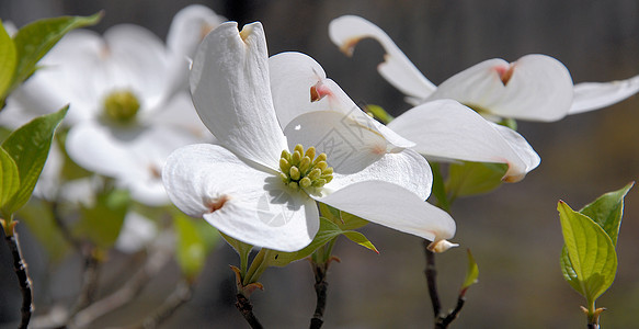 白花开花瓣绿色生长白色图片