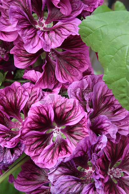 紫色花朵花粉荒野季节投标花瓣环境疗法花园植物群生长图片