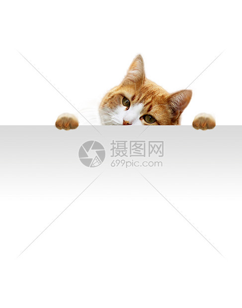 玩玩的猫爪子好奇心冒充晶须动物虎斑毛皮哺乳动物猫科动物眼睛图片