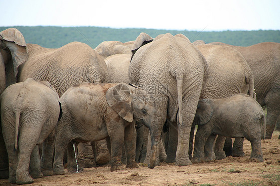 Addo公园大象动物群国家濒危哺乳动物力量公园象牙衬套婴儿动物园图片