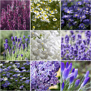 美丽的花朵拼贴公园紫色紫丁香海葵绿色洋甘菊植被宏观雏菊收藏图片