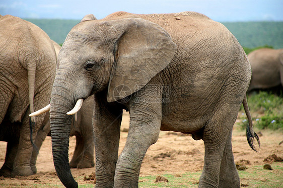 Addo公园大象哺乳动物食草衬套动物群力量动物园濒危公园灰色生态图片