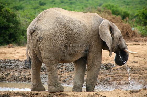 Addo公园大象野生动物哺乳动物生态衬套国家动物食草荒野灰色濒危图片