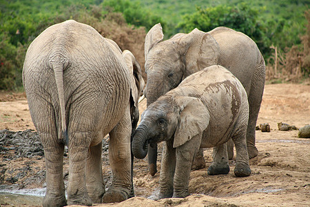 Addo公园大象鼻子公园濒危灰色野生动物国家动物群荒野象牙衬套图片