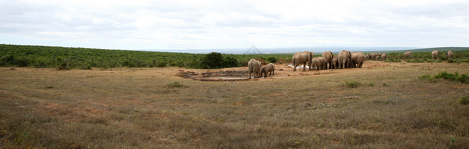 Addo公园大象野生动物濒危动物群动物婴儿荒野衬套灰色生态力量图片