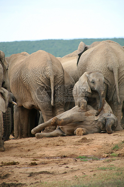 Addo公园大象哺乳动物动物鼻子衬套濒危灰色婴儿荒野食草国家图片