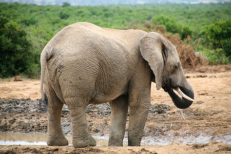 Addo公园大象公园动物群哺乳动物动物园婴儿衬套国家濒危野生动物力量图片
