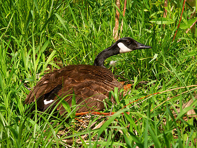 加拿大鹅布兰塔甘烷生态水禽荒野鸟类生物学野生动物动物学嵌套生物环境图片