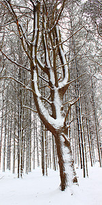 伊利诺伊州新的降雪松树环境仙境植被土地风暴寒冷树木天气场景图片