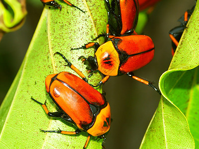 花甲虫-昆士兰州图片