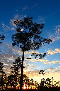 森林日落公园植物学植物栖息地荒野针叶树平木树木松树场景图片