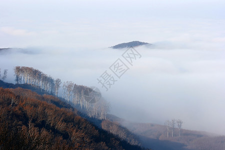 福吉 Foggy森林日光旅游树木薄雾远足白色旅行爬坡阴霾图片