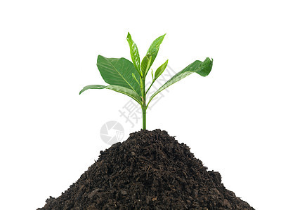 树苗环境生长植物绿色发芽幼苗树叶土壤白色生态图片