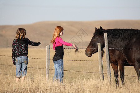 在西风萨斯喀彻温带马匹的年轻女孩图片