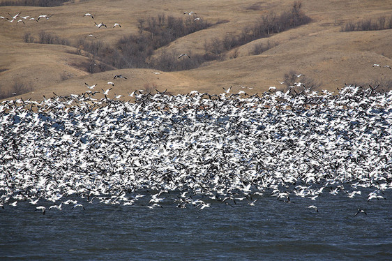 在布法罗磅湖上 大量雪地鹅群荒野布法受保护公园移民水禽动物群水平野生动物动物图片