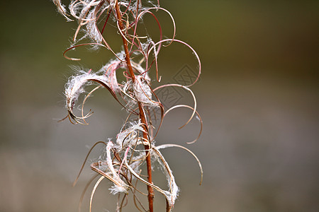 美丽的不列颠哥伦比亚省秋天的杂草种子植物群乡村旅行植物水平美术图片
