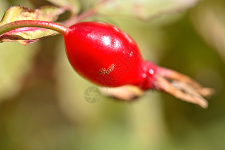 玫瑰光天化日落艾伯塔风景的欢快果植被蔷薇水果水平红色植物浆果山楂图片