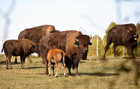 萨斯喀彻温中风景中的Bison 小牛喂养图片