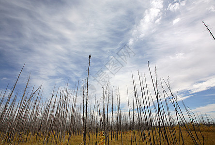 萨斯喀彻温北部烧树木水平旅行乡村卷云美术前火风景图片