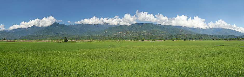 农村风景农业栽培植物植物群国家农场牧歌天空生长蓝色图片