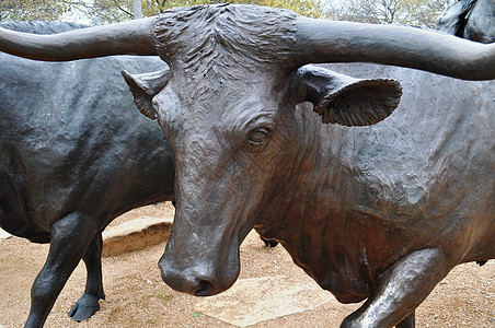 Waco雕像长角的紧贴艺术品雕塑家长角牛奶牛图片
